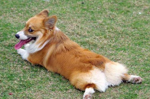 狗狗为什么会蹭屁股？原因有三千万别忽视
