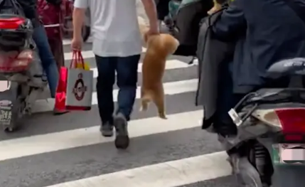 过马路的时候,大叔直接就提起狗狗走!狗:难道我是手提包吗?