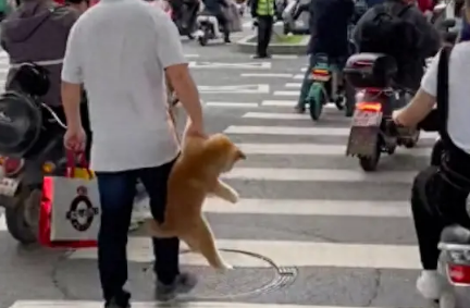 过马路的时候,大叔直接就提起狗狗走!狗:难道我是手提包吗?