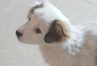 漂泊小奶狗被当废弃物丢在草地上,见到小家伙的样子,女生心痛坏掉