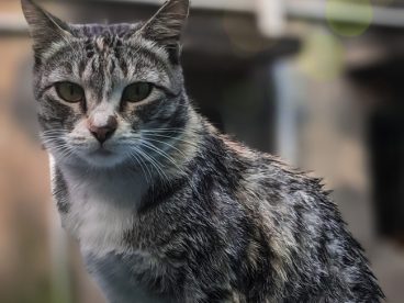 破房子前站立的狸花猫图片
