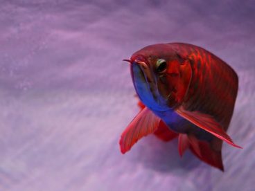 水族馆血红龙鱼摄影图片