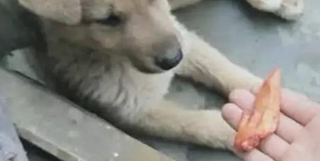 小土狗吃烤鸡翅，这么好的货，两口就啃个精光！