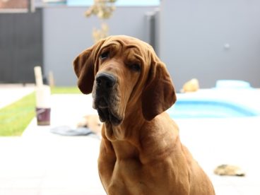 英国寻血猎犬图片