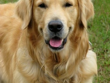 金毛寻回犬图片