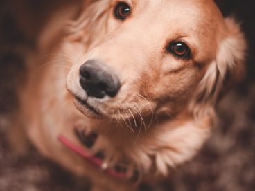 美系母金毛犬图片欣赏
