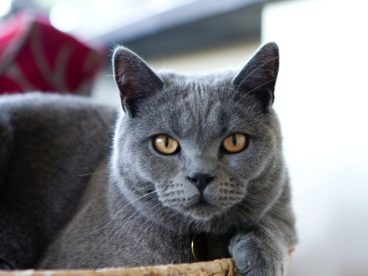 灰黑色小猫图片