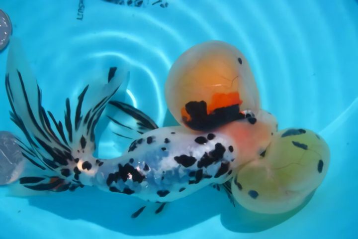 花水泡身份信息