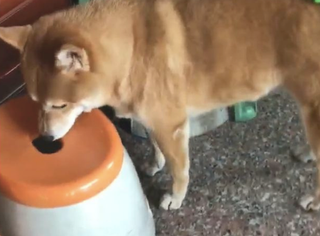 主人把玩具偷放到柴犬的小尾巴上，它还四处去找：刚刚仍在这的啊！