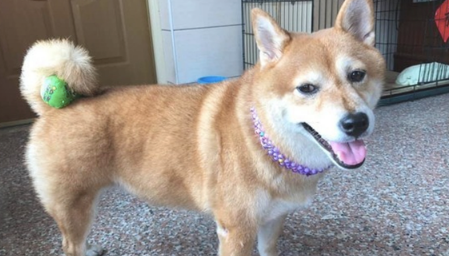 主人把玩具偷放到柴犬的小尾巴上，它还四处去找：刚刚仍在这的啊！