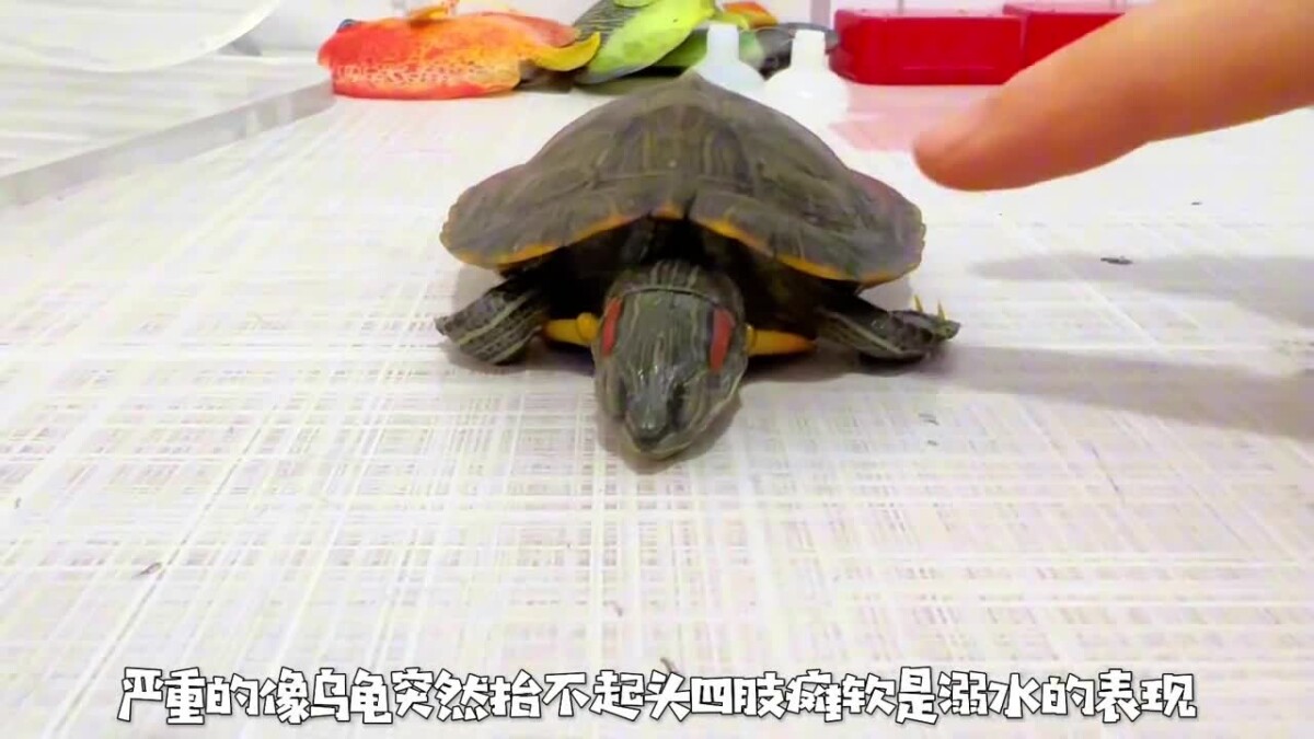 乌龟生病的预兆:如何判断乌龟是否生病了?