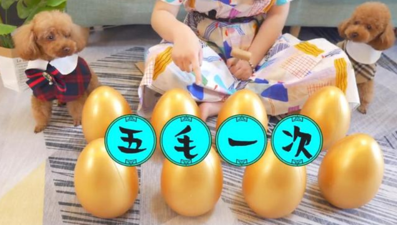 你见过小狗”摆摊”吗？2只小泰迪都快被玩坏了，过路人：全是套路