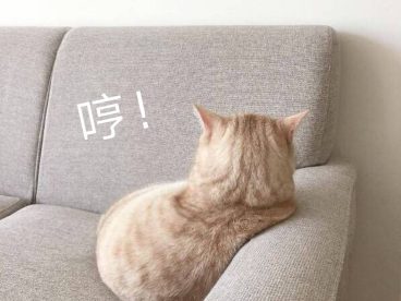 可爱小猫咪只给我看背景哈哈