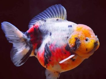新年快乐！献上几条好鱼祝各位年年有鱼！祝大家新年快乐，开开心心，健健康康！