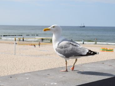 海鸥海鸟图片