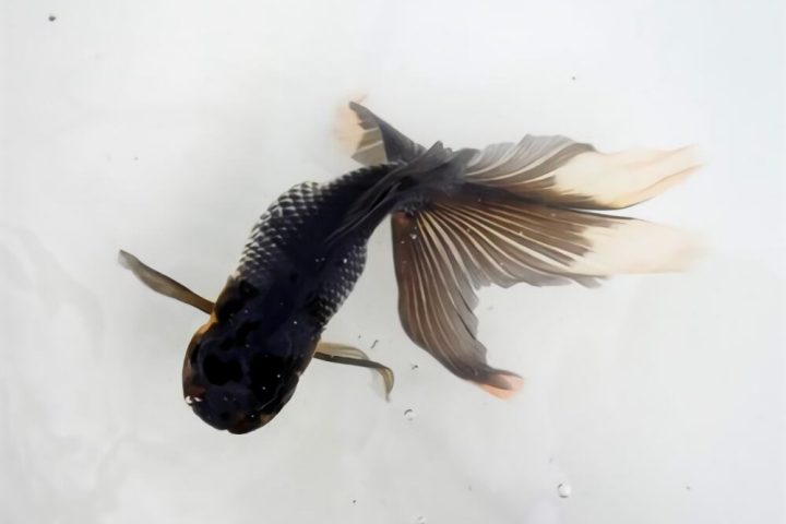 蓝高头身份信息
