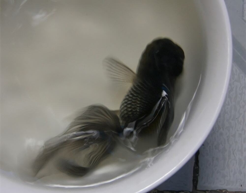 蓝高头身份信息
