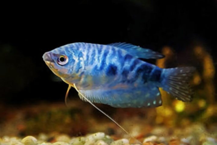 蓝星鱼身份信息