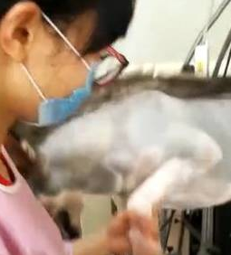 哈士奇被主人摧残得不了狗样了，太凄惨了，真让人心痛！