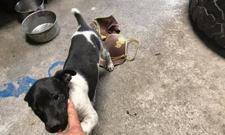 狗狗散步叼回这个 饲主看见不知怎么跟邻居解释