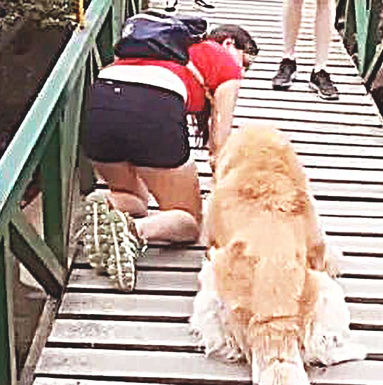 吊桥太高,大狗吓得害怕动,接着女子一个举动,让许多人都竞相欢呼