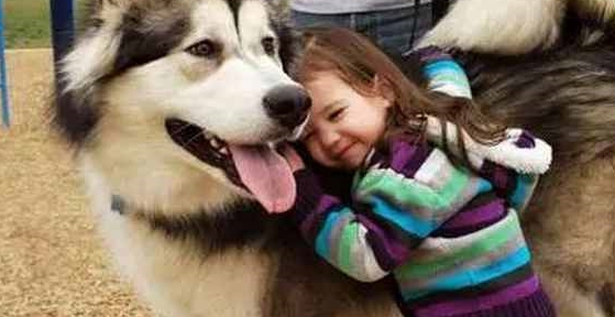 一只大型犬被吉娃娃吓哭,模样十分委屈,主人却忍不住笑了
