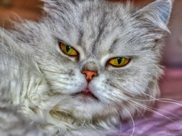 呆萌波斯猫图片