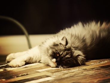 可爱长毛波斯猫图片