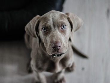 威玛犬图片