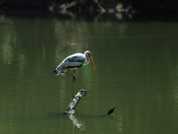 水中鹈鹕图片