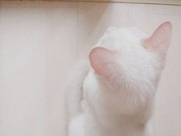 喵星人，雪白雪白的一只喵咪。