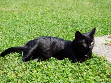 草地休息的黑猫图片
