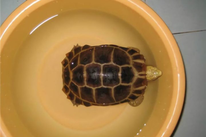 缅甸陆龟身份信息