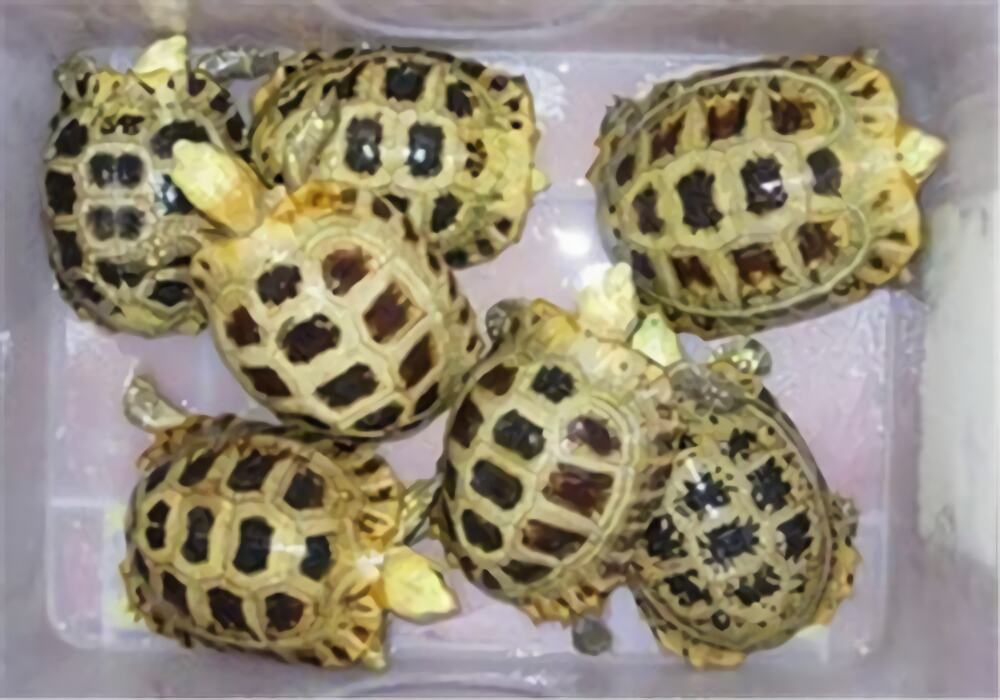 缅甸陆龟身份信息