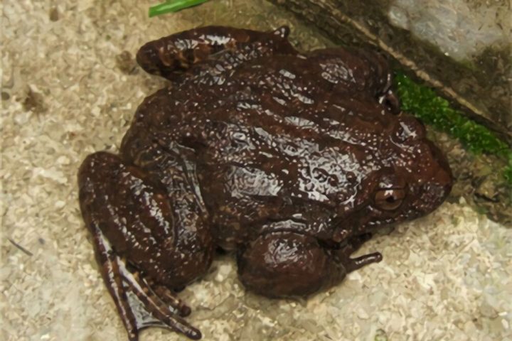 石蛙身份信息