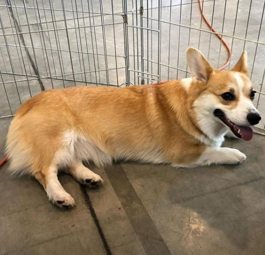 吃了“断肠散”？青岛左岸风度小区十几只宠物犬疑遭投毒死亡 警方已介入