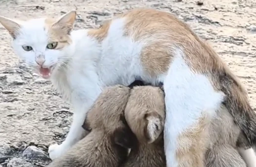 猫妈妈照顾幼犬 无私的爱令大家感动不已