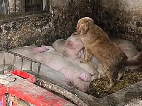 狗狗经常溜进猪圈，主人觉得事情不简单，跟过去一看，气炸了