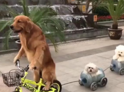 为赚取肉干，金毛犬兼职当车夫，乘客西施犬和比熊表示服务到位