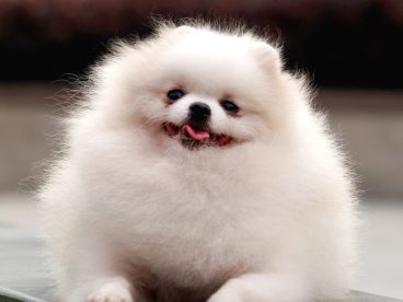 白色博美犬图片