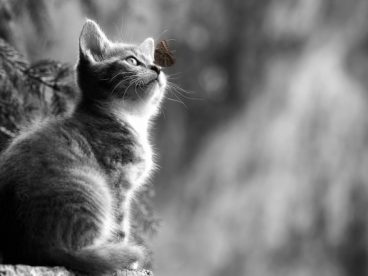 仰望的宠物猫黑白图片