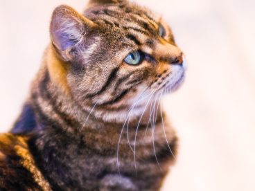 可爱萌宠虎斑猫图片