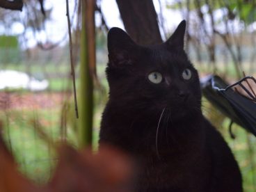 黑色基蒂猫图片