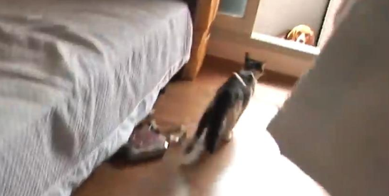 比格犬碰了小猫崽，被猫妈妈一天打八次