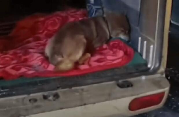因犬瘟后遗症，能跑能跳，品相不错的小柴犬就此被抛弃，小哥：愿你幸福