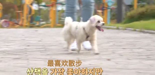 狗狗出门就吐的异常行为令她万分焦虑,竟是“逆向打喷嚏”搞的鬼!