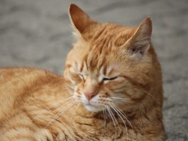 中国狸花猫图片