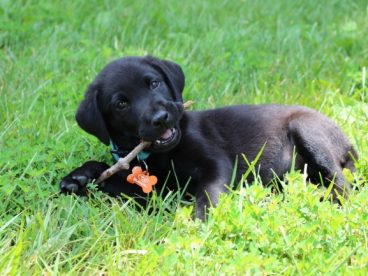 拉布拉多犬图片桌面