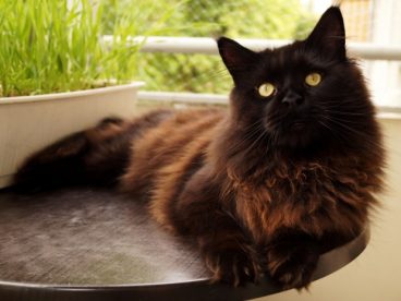 纯黑色宠物猫图片