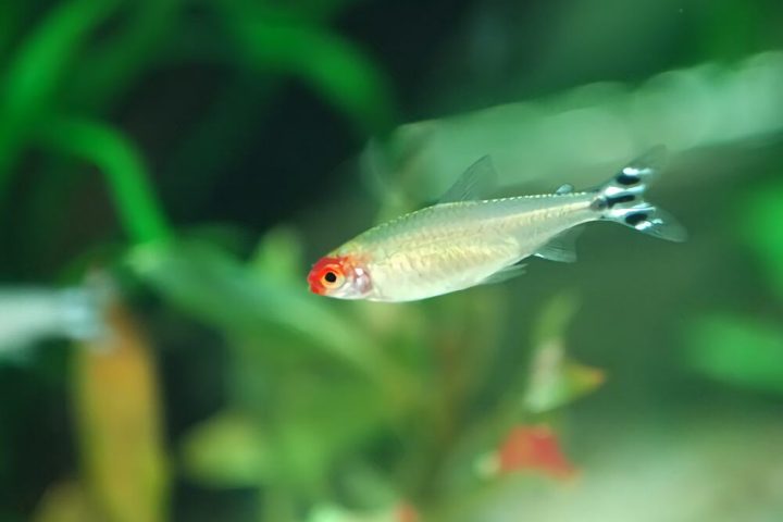 红鼻剪刀身份信息